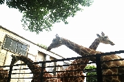 遠足